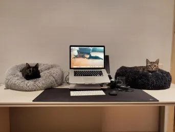 Un bureau avec un ordinateur portable, Maya et Leilo installés chacun dans un panier de part et d'autre de l'écran.